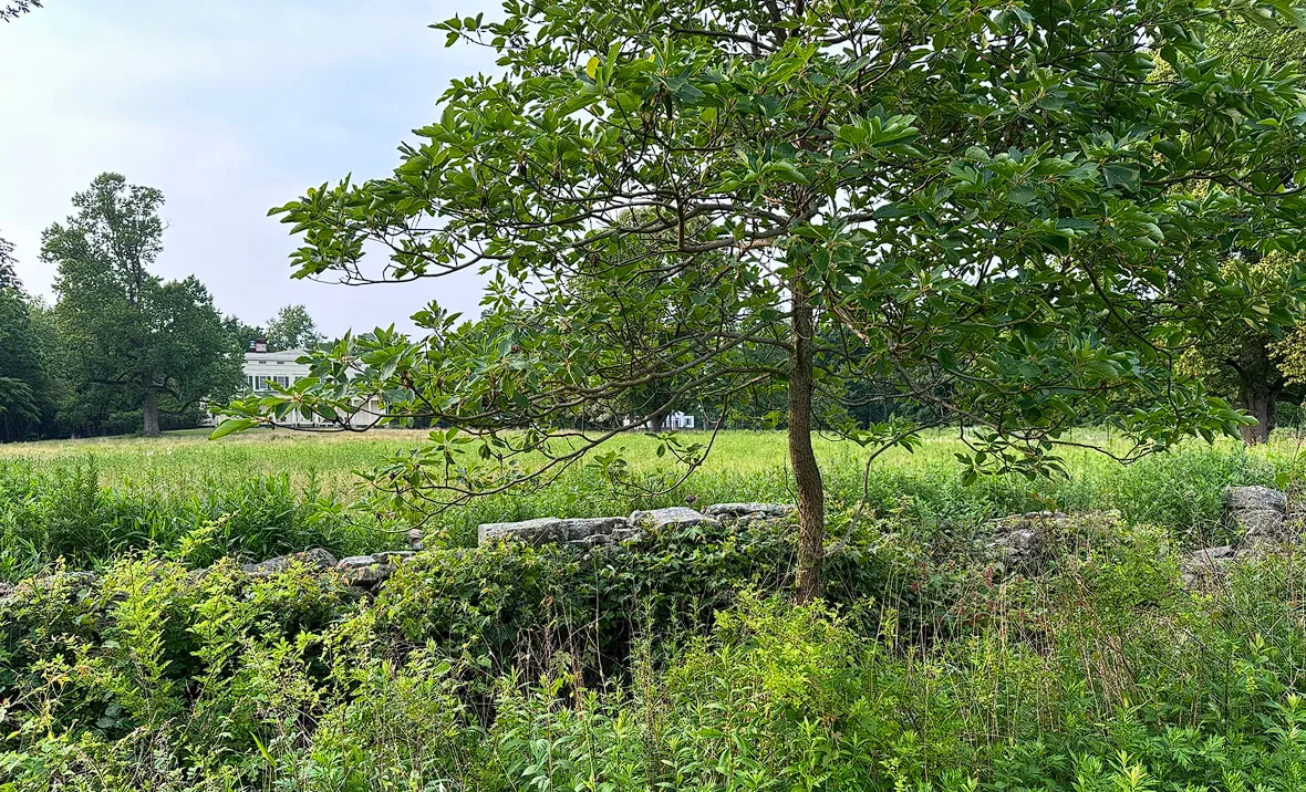 Woods and Meadows